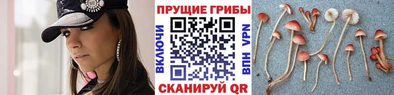 Псилоцибиновые грибы Psilocybe Пятигорск